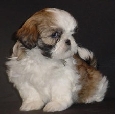 Shih Tzu 
Puppy for Sale
Sold